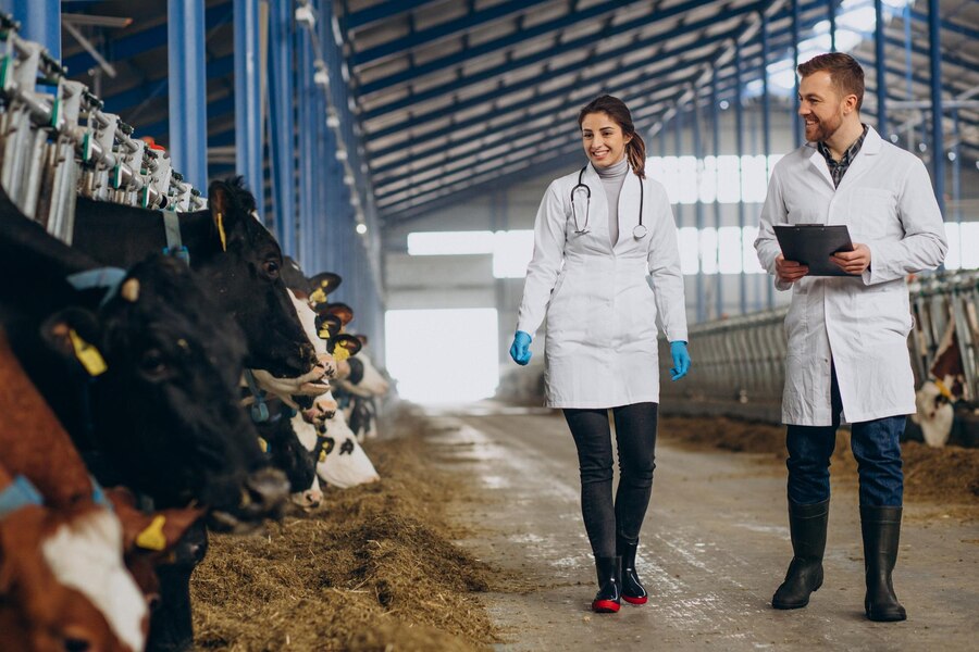 veterinary-farm-walking-cowshed-checking-cows_1303-31060